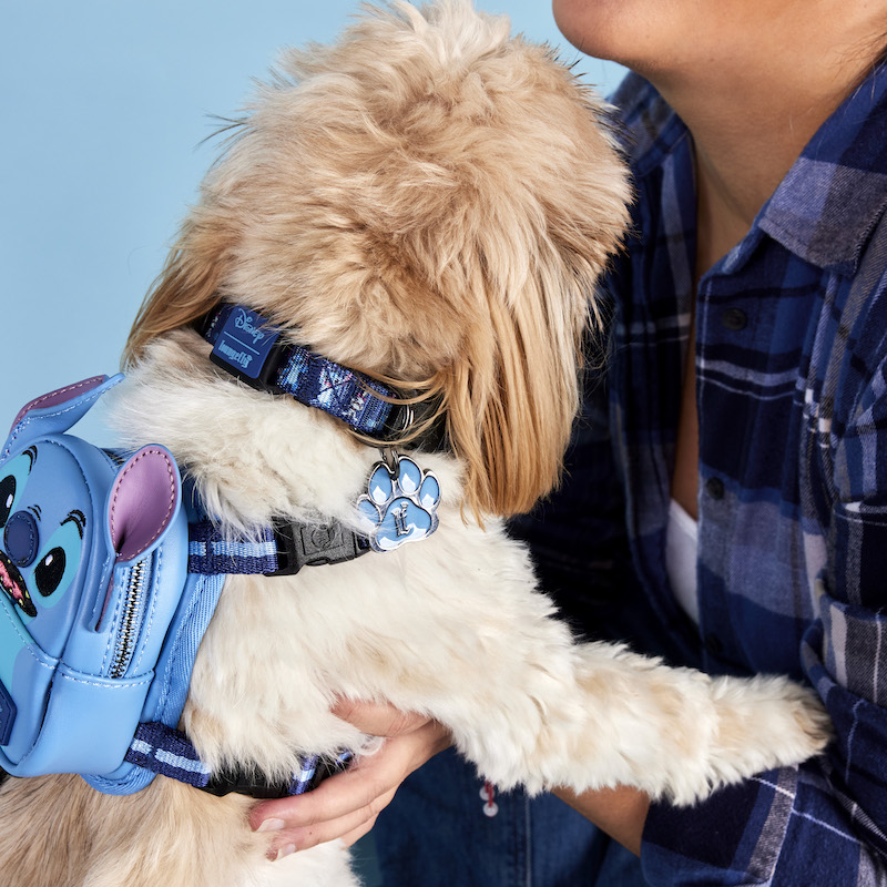 Brown and white dog held by its owner, wearing the Stitch mini backpack dog harness and Stitch collar against a blue background. 